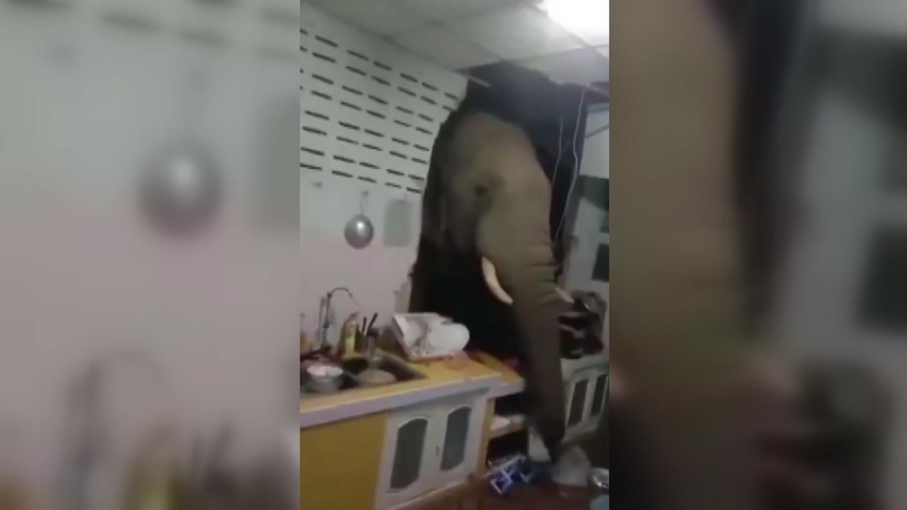 태국 야생 코끼리, 가정집 벽 뚫은 뒤 긴 코로 부엌 뒤져 / YTN
