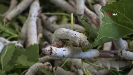 İzmir'de gördüğü ipekböceği yetiştiriciliği memleketine dönünce yapmaya başladı