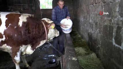 Bir tonluk ‘Şampiyon’ bayram için görücüye çıktı