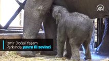 İzmir Doğal Yaşam Parkı'nda yavru fil sevinci