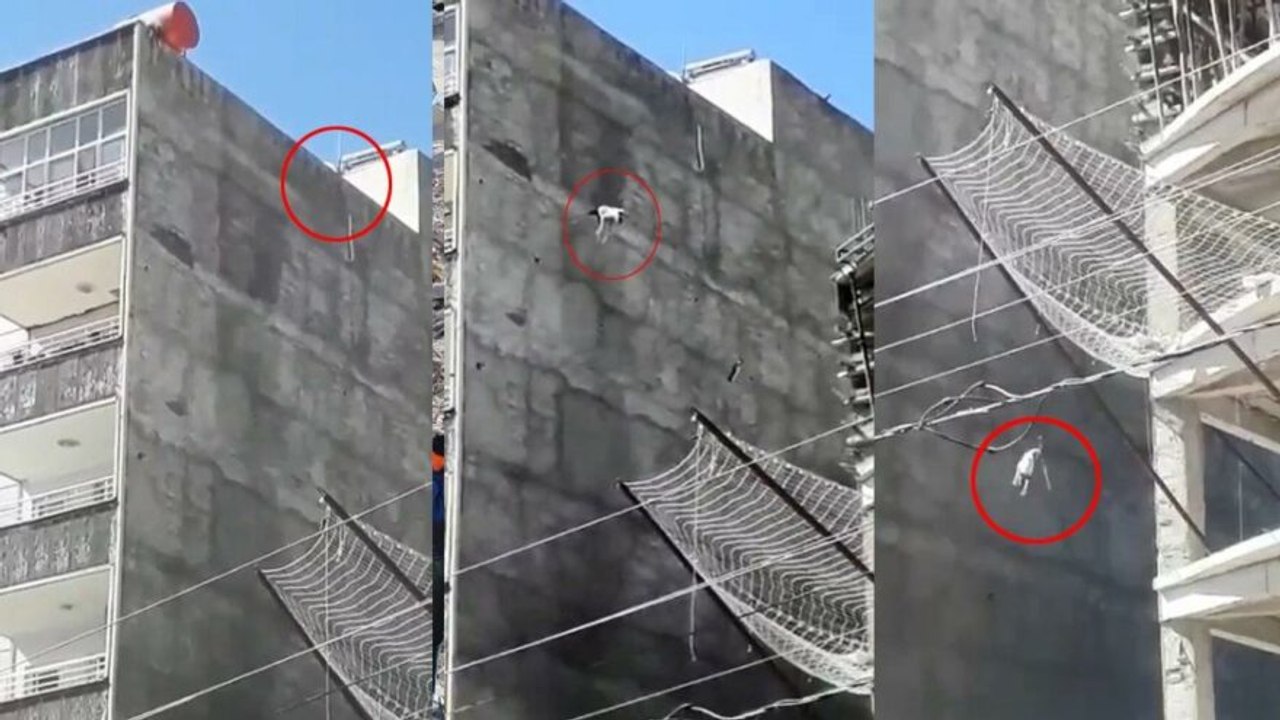 Çatıda mahsur kalan köpek yedinci kattan atladı