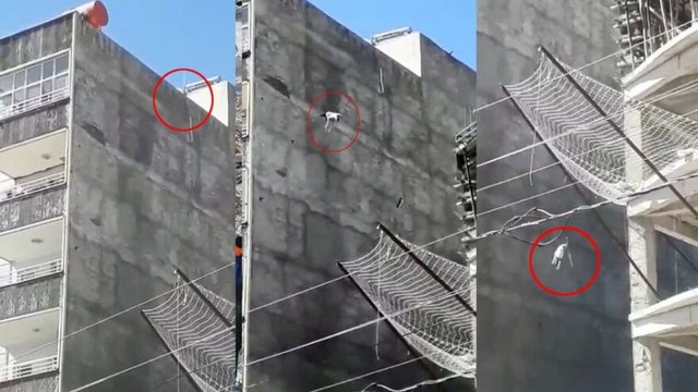 Çatıda mahsur kalan köpek yedinci kattan atladı