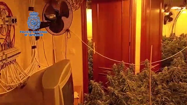 La Policía Nacional desarticula una organización especializada en grandes cultivos indoor de cannabis sativa