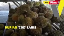 Durian 'COD' laris