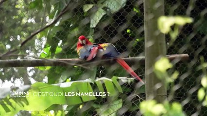 Connaissance des Outre-mer - Les mamelles, c'est quoi ?