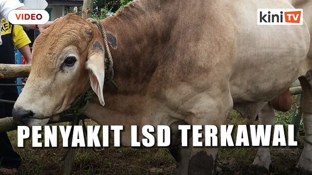 Penyakit LSD pada lembu di Selangor masih terkawal - Exco
