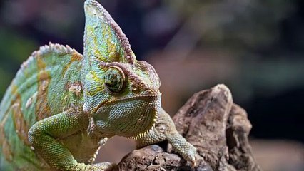 Chameleons up close