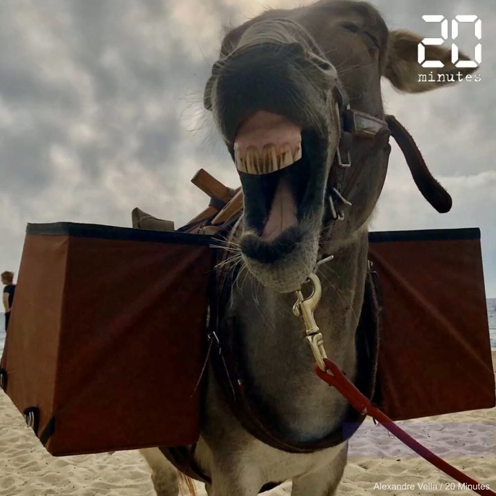 Saint-Tropez: Des ânes pour nettoyer la plage de Pampelonne