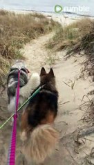 Huskies enjoy first time to the beach |ViralHog