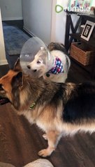 Stubborn Husky Loudly Protests Against Annoying Cone|ViralHog