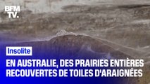 En Australie, des prairies entières recouvertes de toiles d'araignées