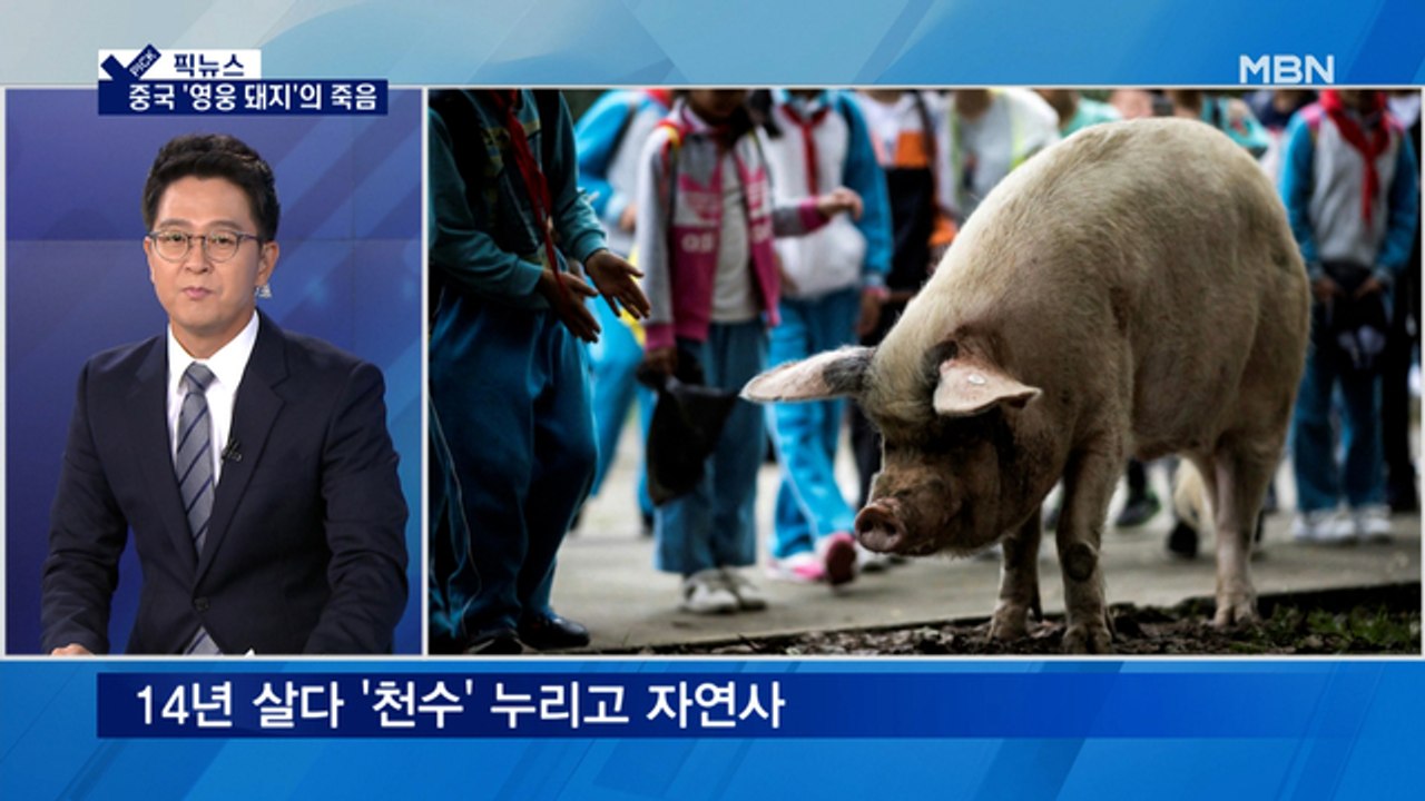 [픽뉴스] '영웅 돼지'의 죽음, 찬장 뒤진 코끼리…340g 미숙아의 기적, "나는...