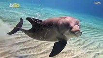 Must See! Extroverted Dolphin Puts on Impromptu Underwater Show for Unsuspecting Scuba Diver