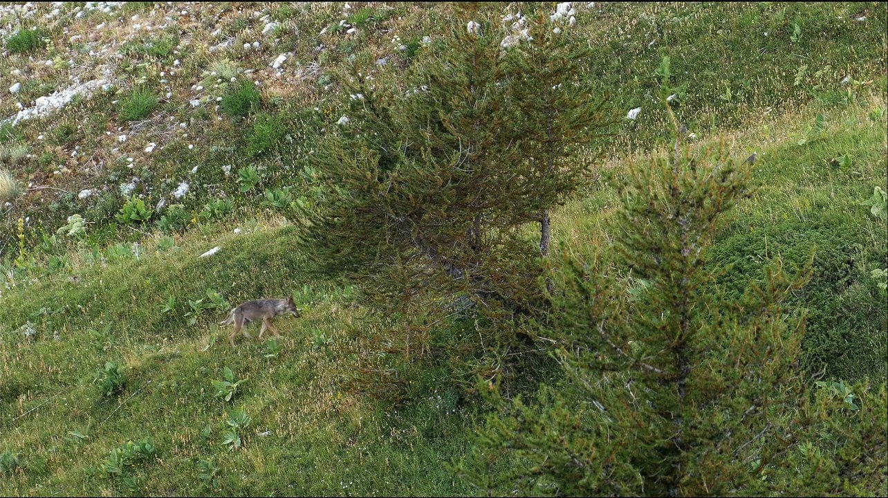 Wolf Walk – Trailer (Deutsch) HD