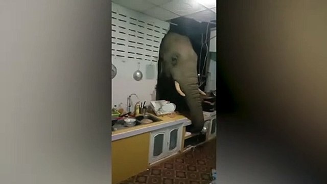 Tayland’da yiyecek arayan fil mutfak duvarını yıkarak eve girdi