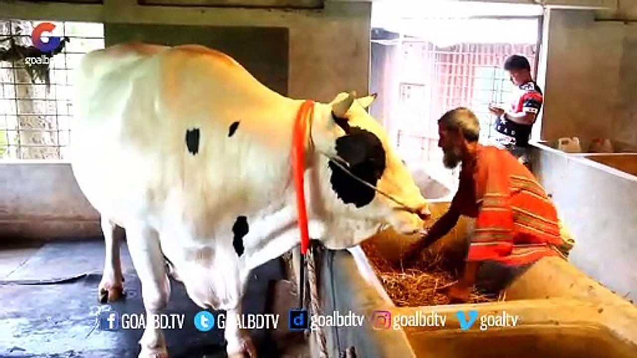 পাবনার রাজা বিশাল আকৃতির কোরবানীর গরু