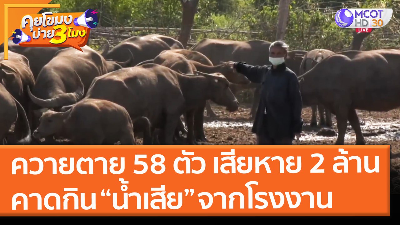 ควายตาย 58 ตัว เสียหายกว่า 2 ล้าน คาดกิน "น้ำเสีย" จากโรงงานพลาสติก (21 มิ.ย. 64) คุยโขมงบ่าย 3 โมง