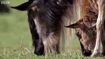 Çitanın öküz başlı antilop avı