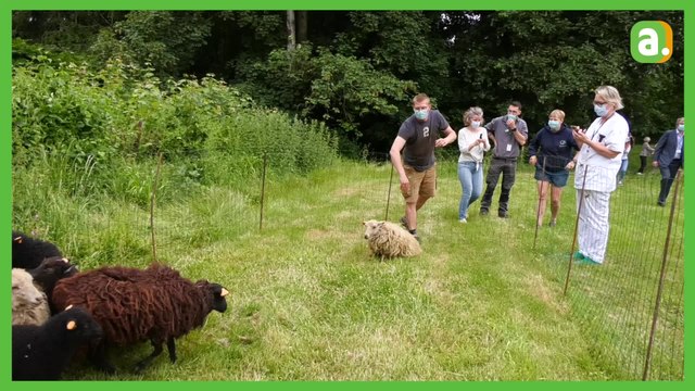 Des moutons à l'hôpital de Jolimont