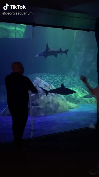 Georgia Aquarium's New Shark Exhibit TikTok
