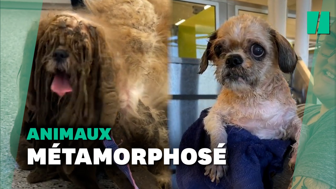 Ce chien sauvé par un refuge a été débarrassé de 3 kilos de poils