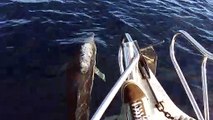 Balıkçı teknesinde balina ve yunuslarla yolculuk