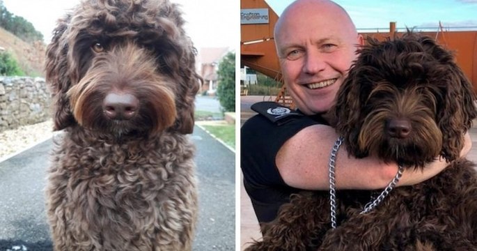 En Angleterre, un chien de thérapie sauve une femme qui voulait sauter d'un pont autoroutier