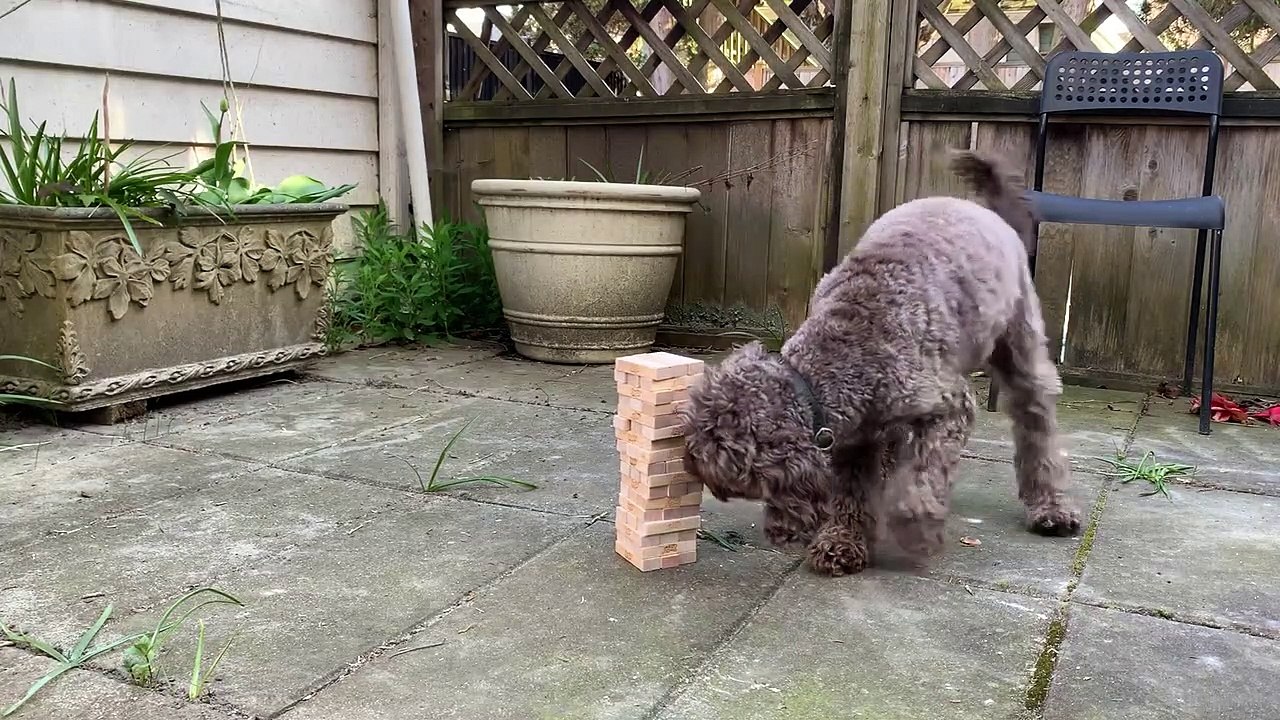 Pup Plays Different Games