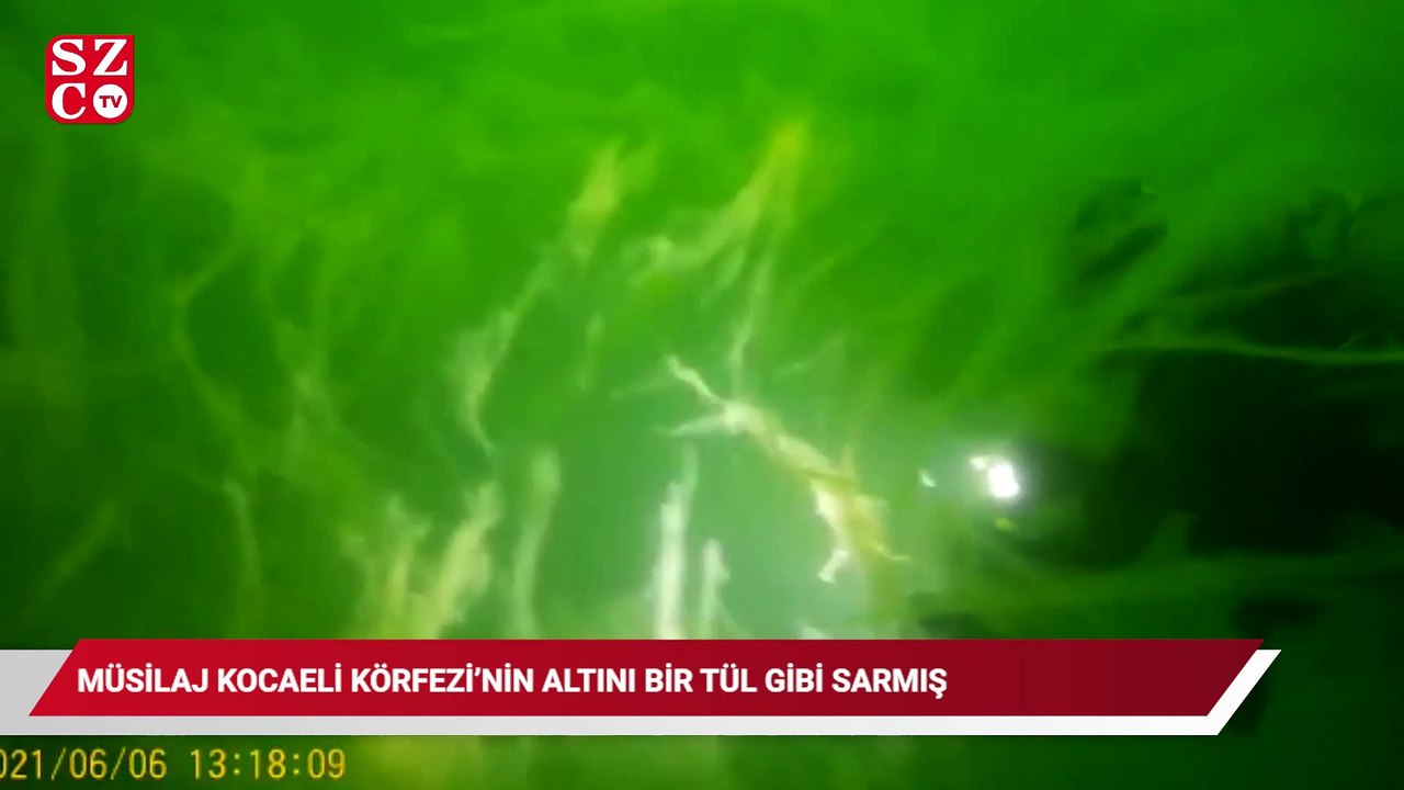 Müsilaj Kocaeli Körfezi'nin altını bir tül gibi...