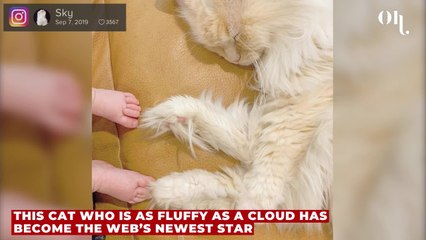Sky, a Fluffy Cat Who Looks Like a Cloud Is Making the Whole Internet Fall for Him!