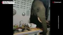 Thailande : un éléphant transperce le mur d'une cuisine à la recherche de friandises