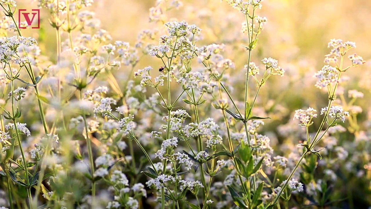One of America’s Deadliest Plants is Spreading...