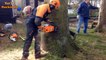 20 Minutes Of Skills Cutting Big Tree - Most Admirable Felling Tree Chainsaw Machines