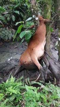 Rescuing an Exhausted Cow with Lodged Head