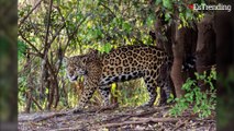 Un ganadero decide proteger al jaguar a pesar de los ataques a sus vacas
