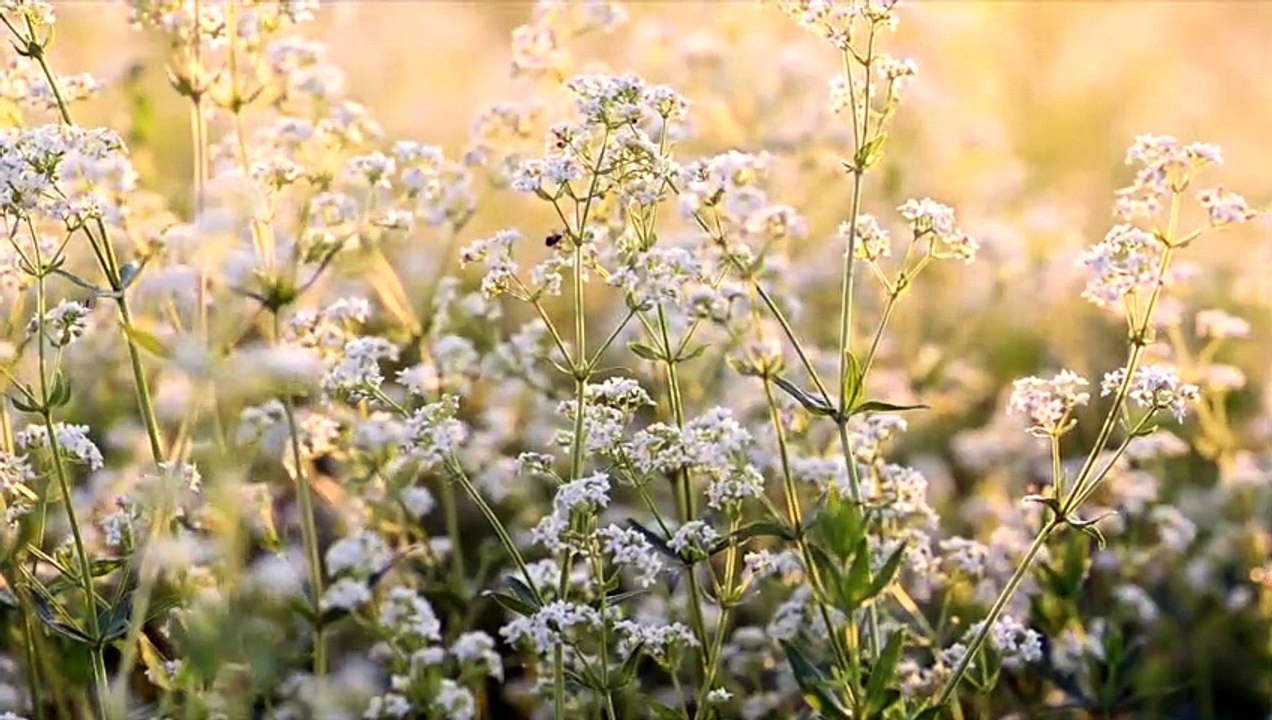 One of America’s Deadliest Plants is Spreading Like Weeds