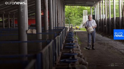 What are the benefits of using larvae as animal food?