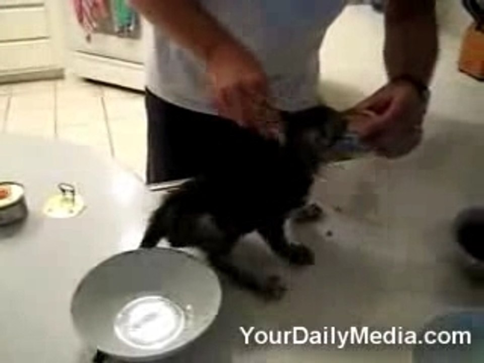 baby cat