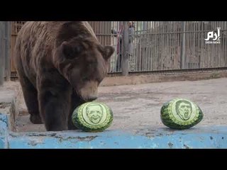 الدب والنمر يتوقعان فوز بايدن #إرم_نيوز