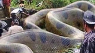 दुनिया का सबसे बड़ा साप | World Biggest Snake  #Shorts