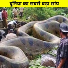 दुनिया का सबसे बड़ा साप | World Biggest Snake  #Shorts