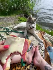 Husky Puppy Accidentally Rolls into Water