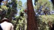 Dangerous Skills Cutting Big Tree 200m Height - INCREDIBLE  Tree Felling Machine Working