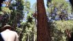 Dangerous Skills Cutting Big Tree 200m Height - INCREDIBLE  Tree Felling Machine Working