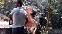 Dangerous Speed Skills Cutting Big Tree - Felling Tree Chainsaw Verry Fast