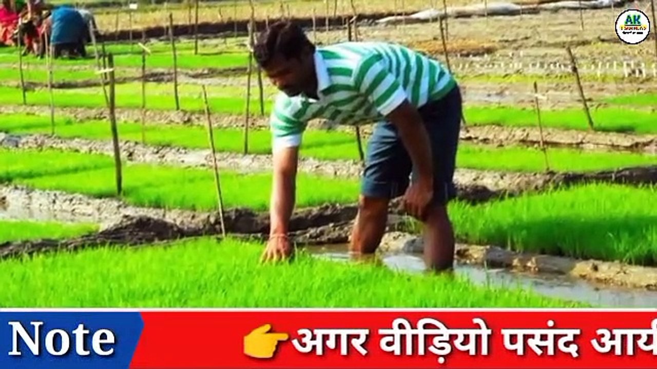 धान की अच्छी नर्सरी कैसे तैयार करें|How To Grow Nursery of Paddy|Dhan Ki Nursery Kaise Taiyar Kare|