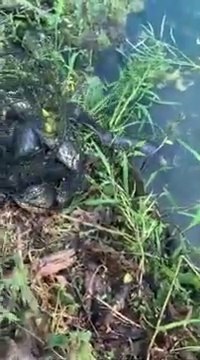 Un serpent veut voler les poissons dans une bourriche de pêcheur