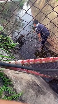 Good Samaritan Rescues Protective Mom and Puppy From Drowning