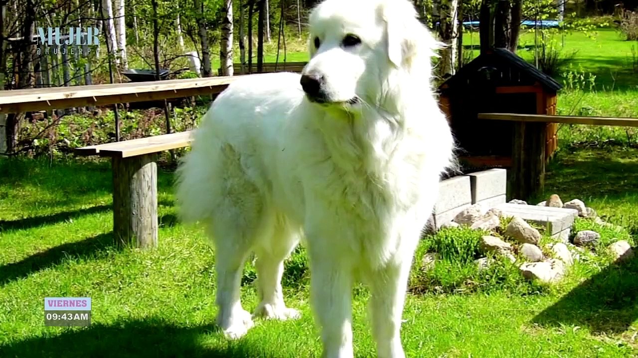 Conoce todo sobe el dogo argentino | Mujer  - Nex Panamá