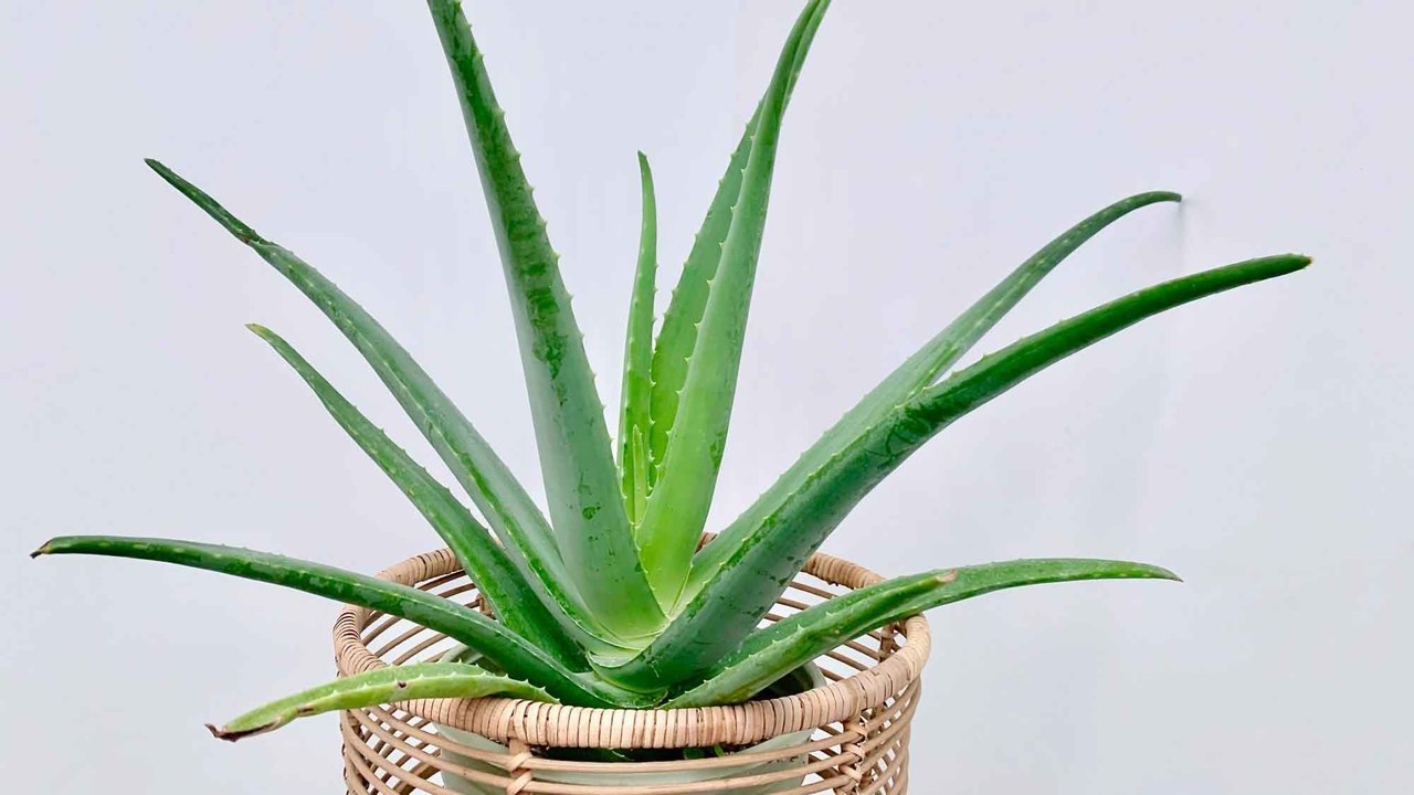 These Are the Best Plants for Your Bathroom